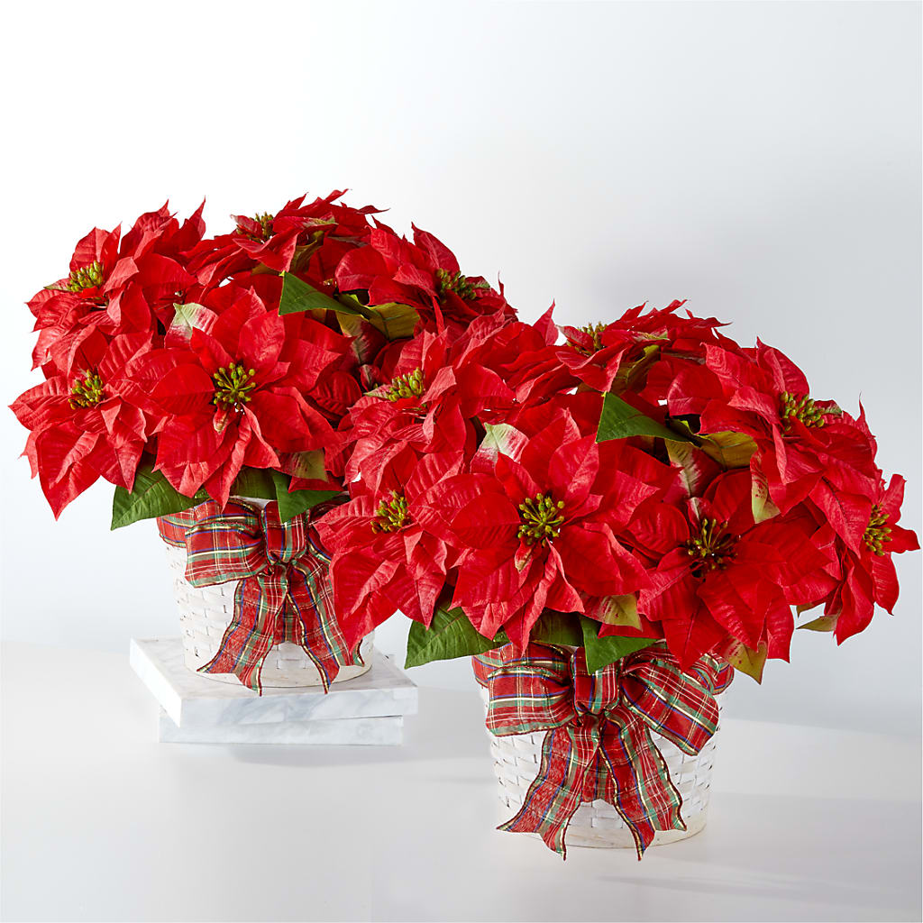 Happiest Holidays Poinsettia Bundle – ROCKY'S FLOWERS, West Terre Haute IN
