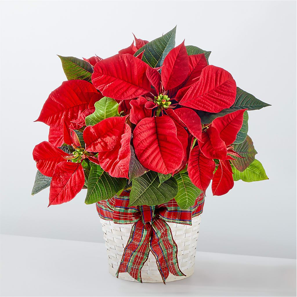 Happiest Holidays Poinsettia – ROCKY'S FLOWERS, West Terre Haute IN