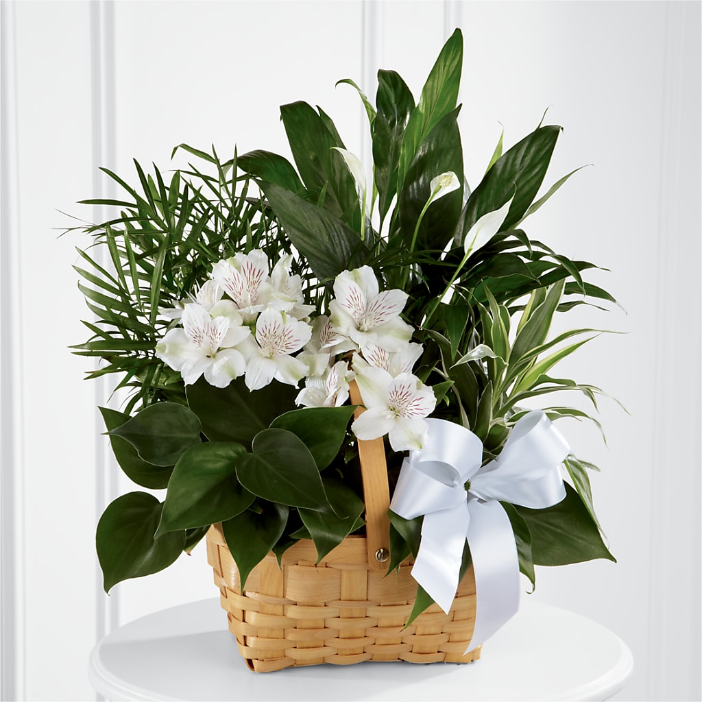 Peace & Serenity Dishgarden – ROCKY'S FLOWERS, West Terre Haute IN