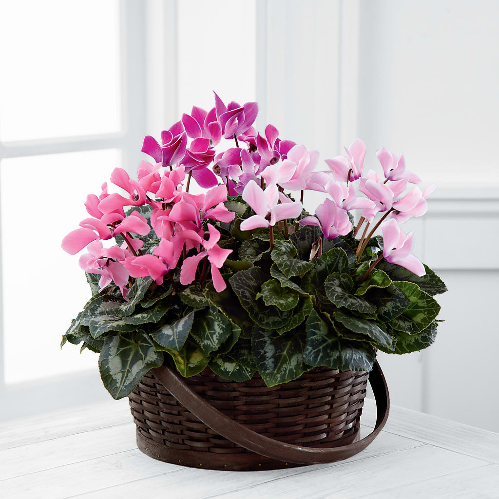 Mixed Cyclamen Planter – ROCKY'S FLOWERS, West Terre Haute IN