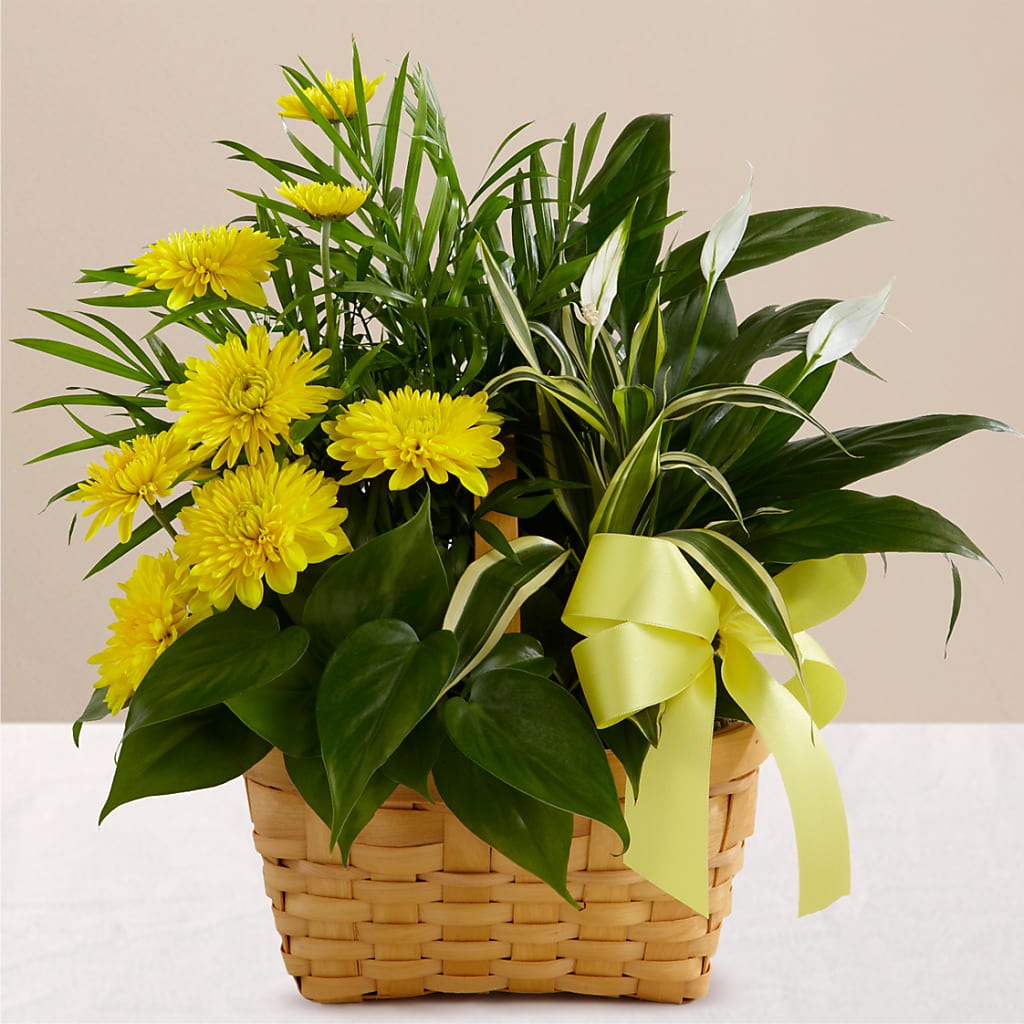 Loving Light Dishgarden – ROCKY'S FLOWERS, West Terre Haute IN