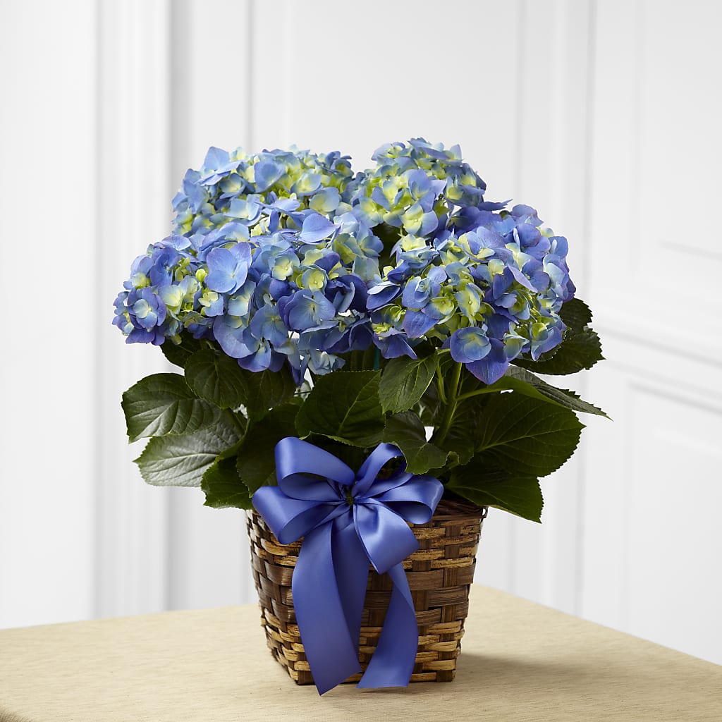 Blue Hydrangea Planter – ROCKY'S FLOWERS, West Terre Haute IN