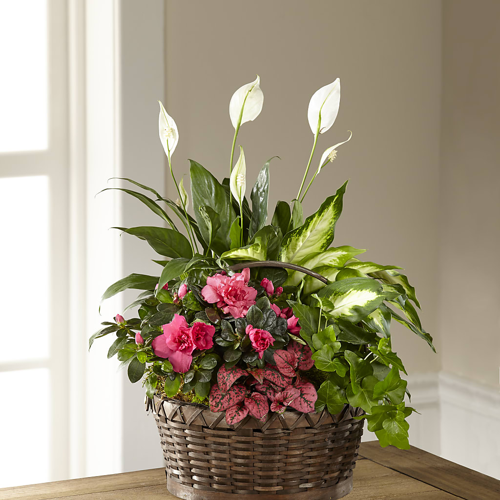 Dream in Pink Dishgarden – ROCKY'S FLOWERS, West Terre Haute IN