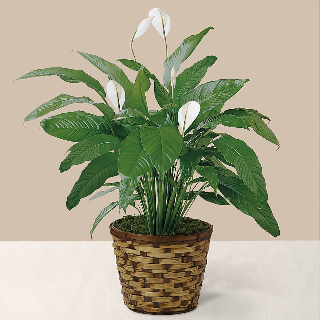 Tranquil Moments Peace Lily Plant – ROCKY'S FLOWERS, West Terre Haute IN