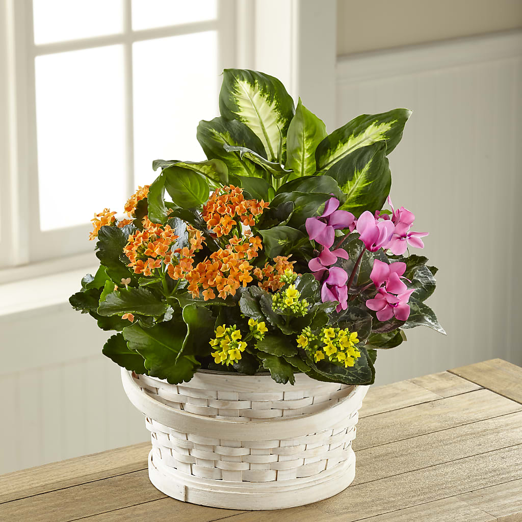 Color Crush Dishgarden – ROCKY'S FLOWERS, West Terre Haute IN