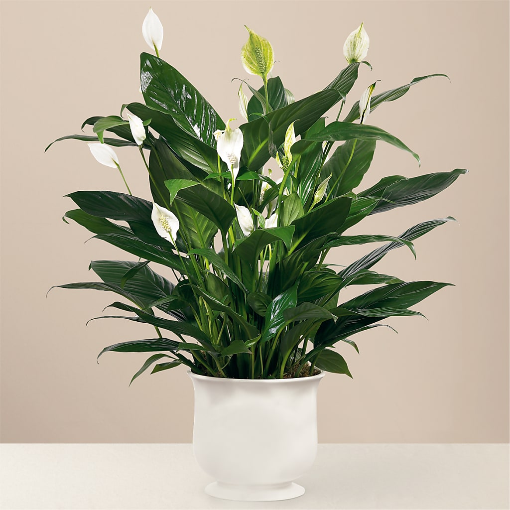 Comfort Planter – ROCKY'S FLOWERS, West Terre Haute IN