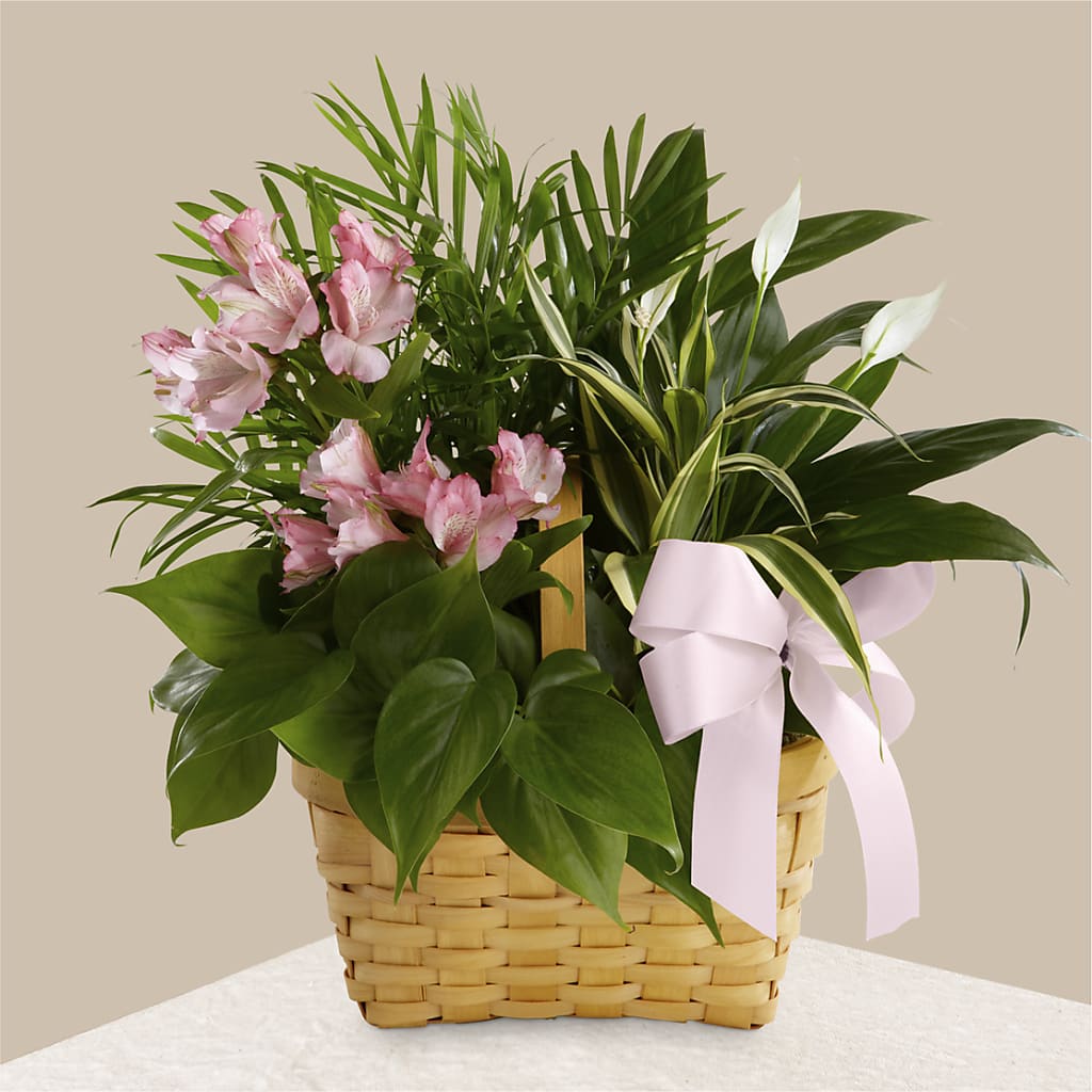 Living Spirit Dishgarden – ROCKY'S FLOWERS, West Terre Haute IN
