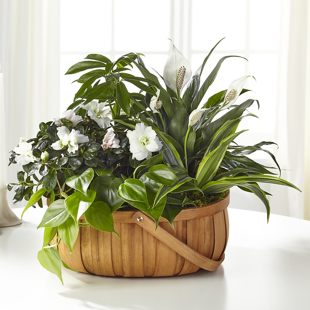 Serene Dishgarden – ROCKY'S FLOWERS, West Terre Haute IN