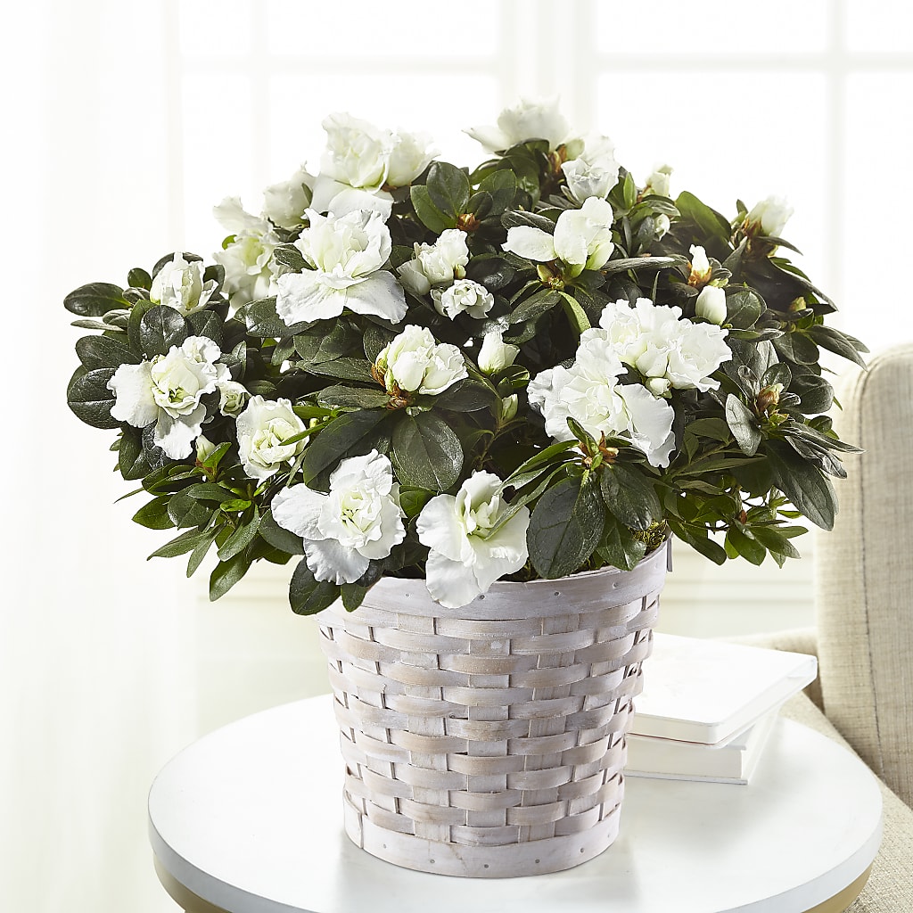 White Azalea Plant – ROCKY'S FLOWERS, West Terre Haute IN