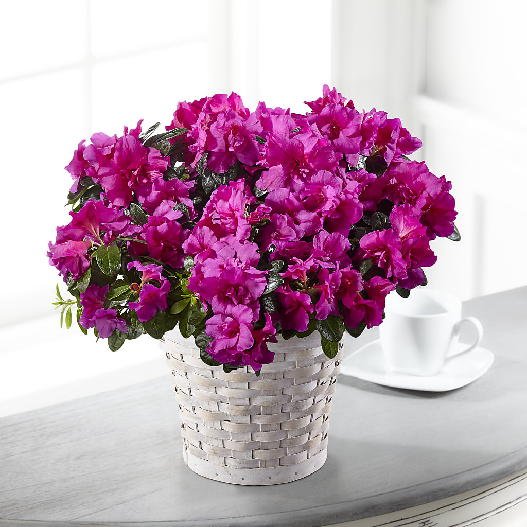 Hope & Serenity Azalea Plant – ROCKY'S FLOWERS, West Terre Haute IN