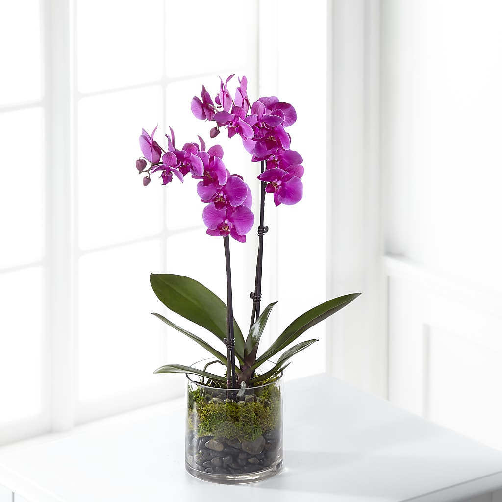 Pink Orchid Plant – ROCKY'S FLOWERS, West Terre Haute IN