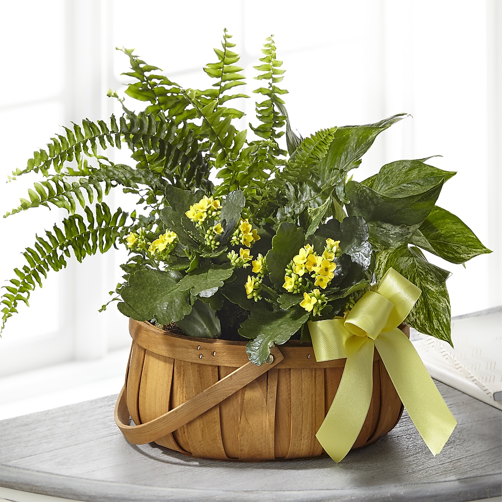 Always Dear Dishgarden – ROCKY'S FLOWERS, West Terre Haute IN