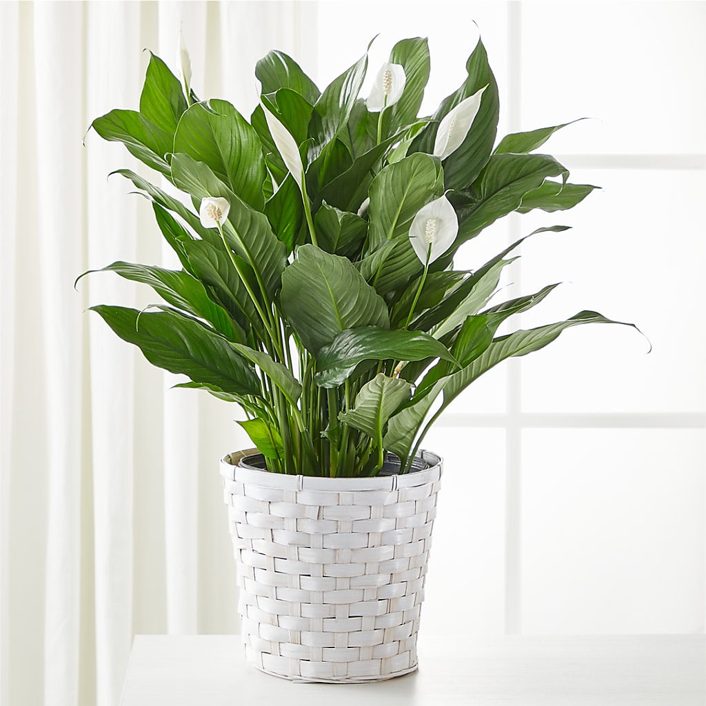 A New Leaf Peace Lily – ROCKY'S FLOWERS, West Terre Haute IN