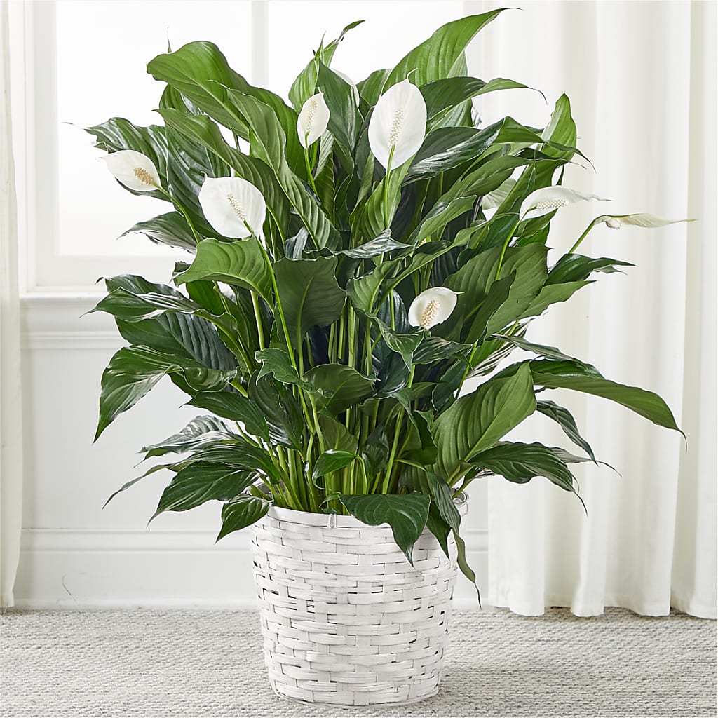 A New Leaf Peace Lily – ROCKY'S FLOWERS, West Terre Haute IN