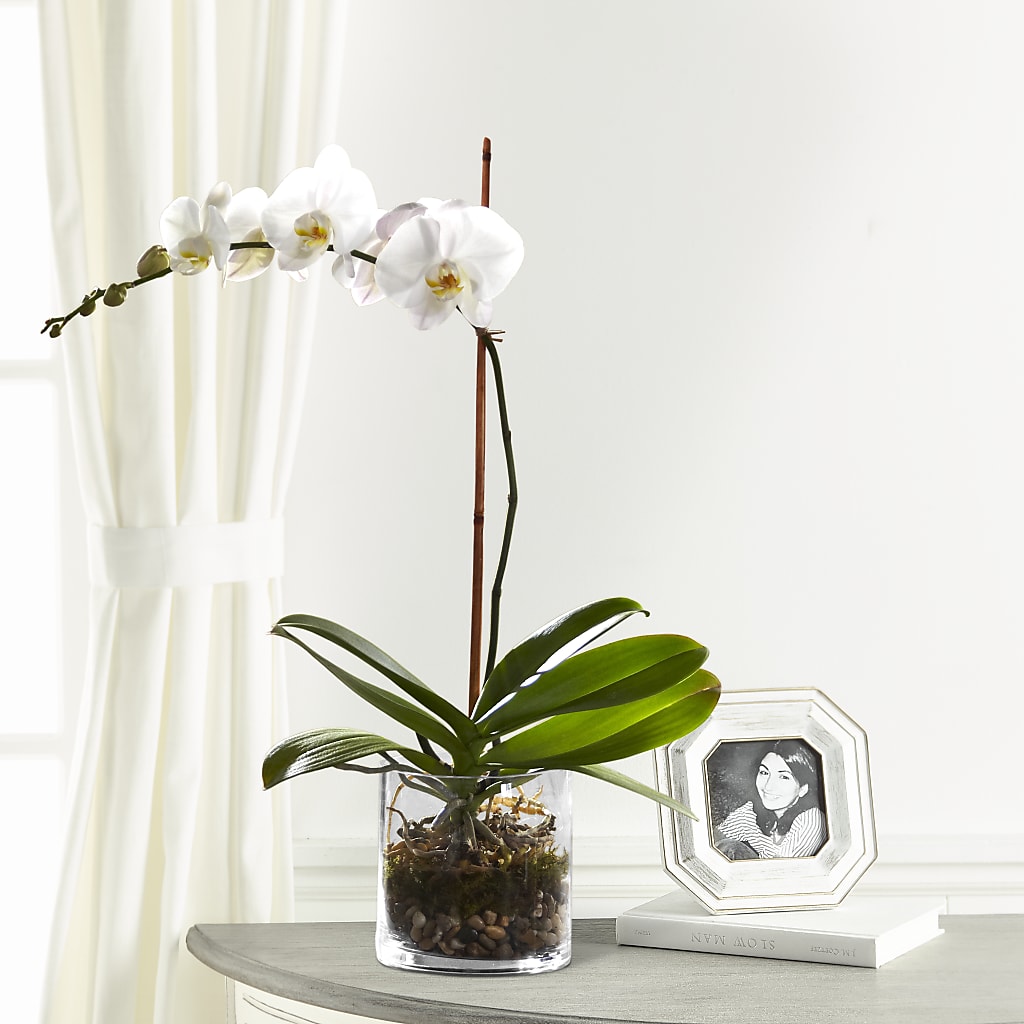 White Orchid Planter – ROCKY'S FLOWERS, West Terre Haute IN