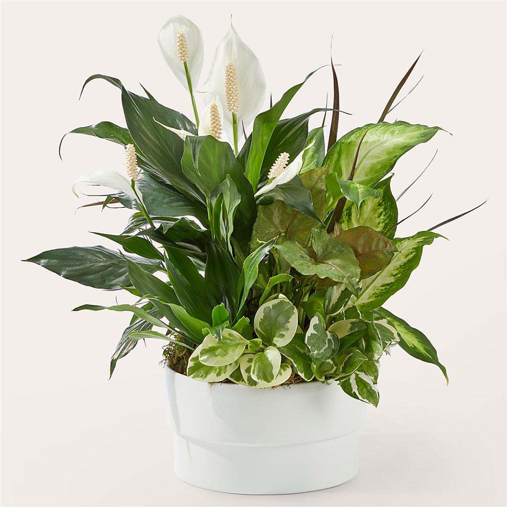 Radiating Positivity Dishgarden – ROCKY'S FLOWERS, West Terre Haute IN